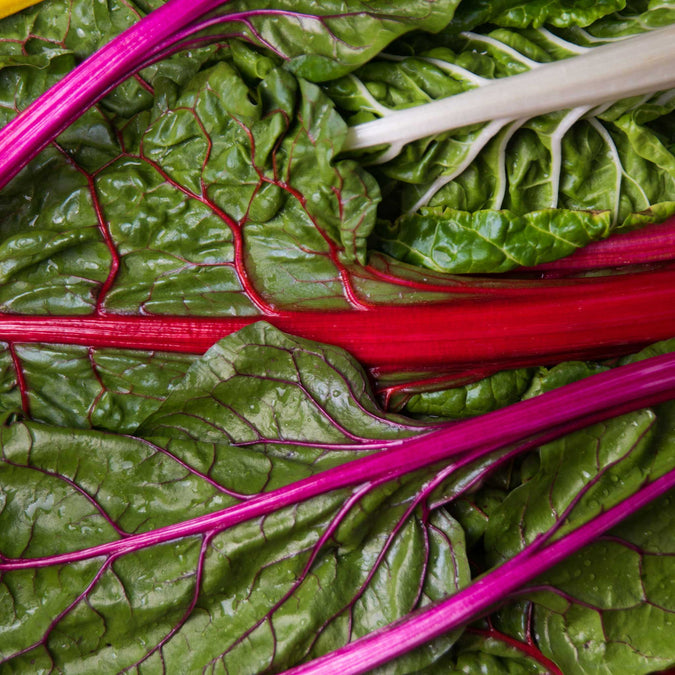 organic rainbow swiss chard